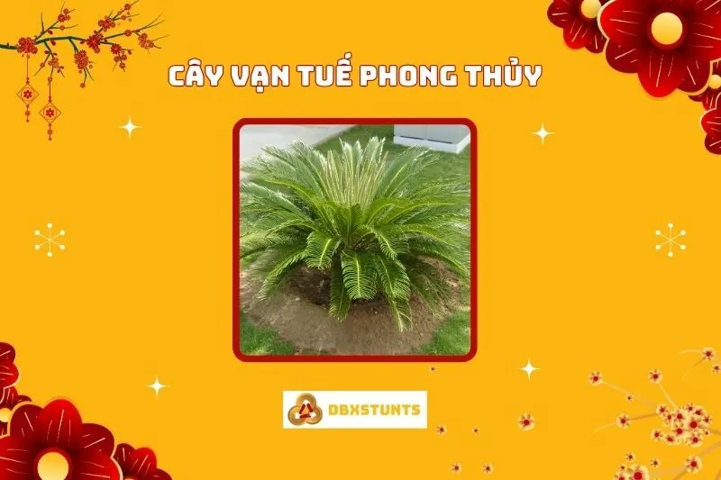 Khám Phá Ý Nghĩa Và Cách Bố Trí Cây Vạn Tuế Phong Thủy