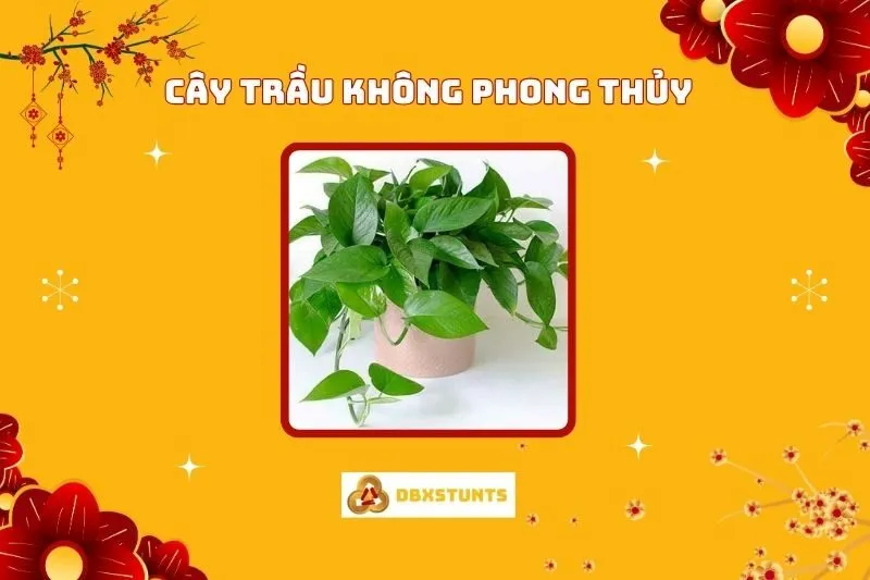 Nguồn Gốc, Ý Nghĩa và Cách Trồng Cây Trầu Không Phong Thủy
