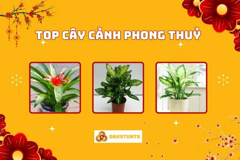 Top Cây cảnh phong thuỷ