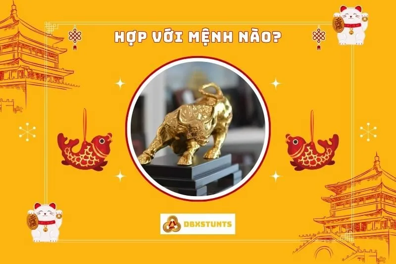 Trâu vàng phong thủy hợp với tuổi nào và mệnh nào?