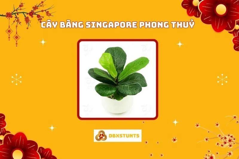 Ý Nghĩa Cây Bàng Singapore Phong Thủy và Cách Bài Trí