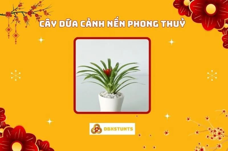 Ý Nghĩa Cây Dứa Cảnh Nến Phong Thủy Và Cách Chăm Sóc