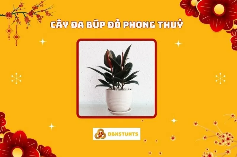 Ý Nghĩa Cây Đa Búp Đỏ Phong Thuỷ Và Cách Bài Trí Hợp Mệnh