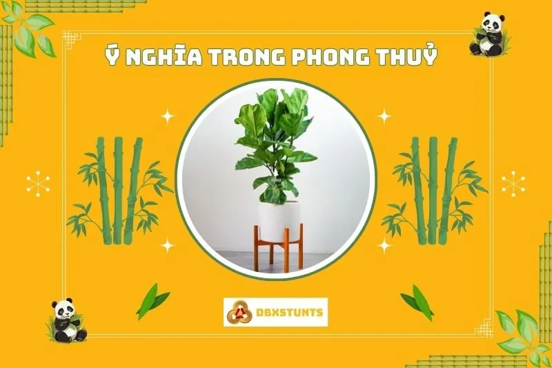 Ý nghĩa phong thủy của cây bàng Singapore