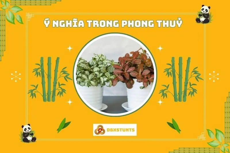 ý nghĩa phong thủy của Cây cẩm nhung