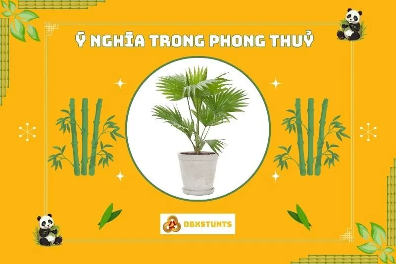 Ý nghĩa phong thủy của cây cọ cảnh
