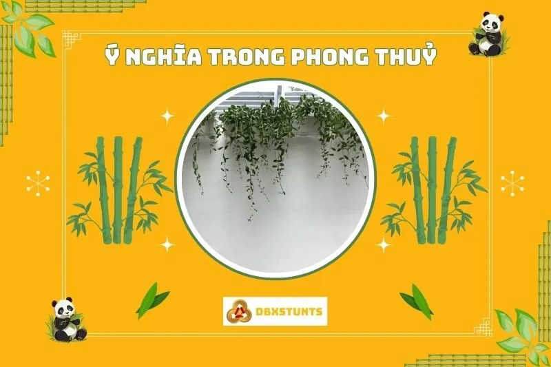 Ý nghĩa phong thủy của cây cúc tần Ấn Độ