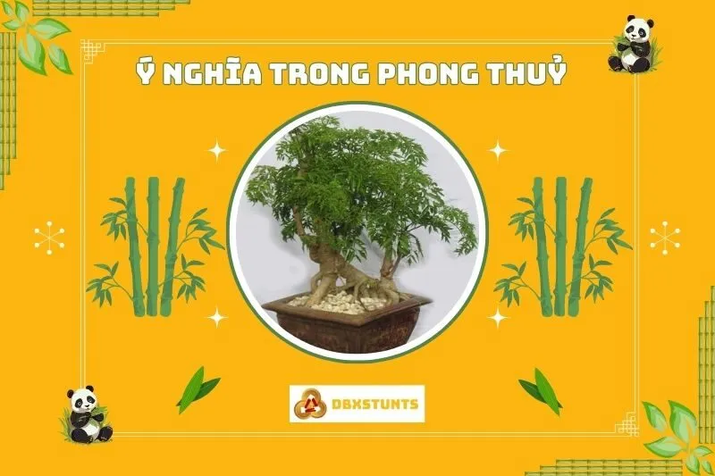 Ý nghĩa của cây đinh lăng trong phong thủy