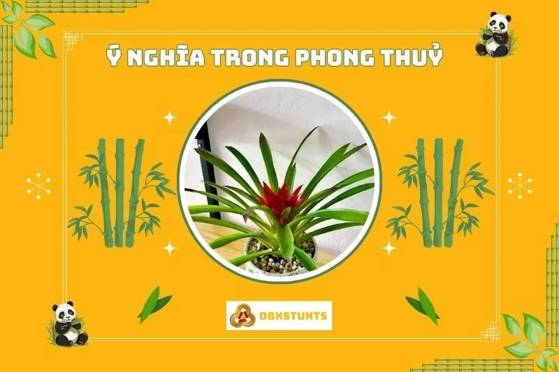 Ý nghĩa của cây dứa cảnh nến phong thủy