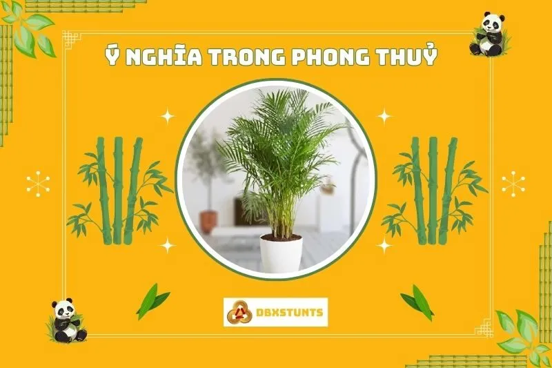 Ý nghĩa phong thủy của cây dừa cảnh