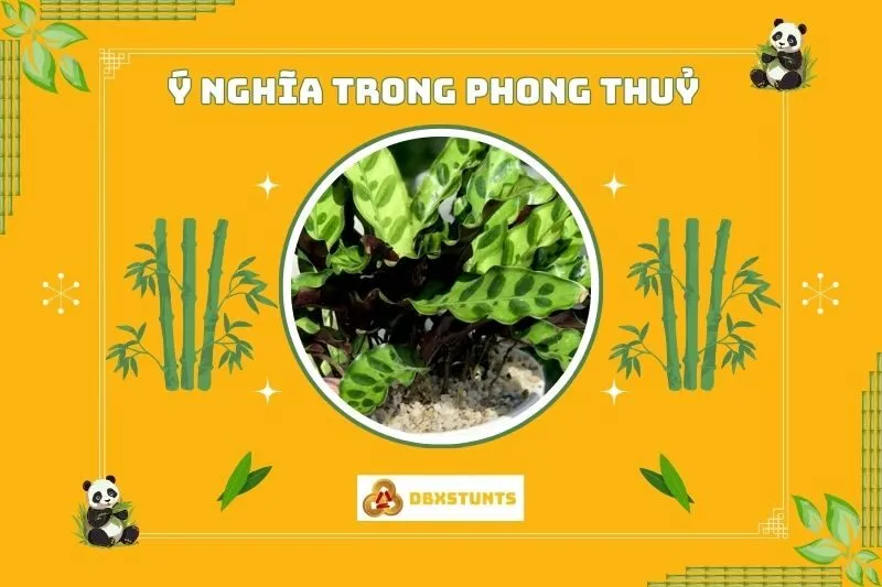 Ý nghĩa phong thuỷ của cây đuôi công