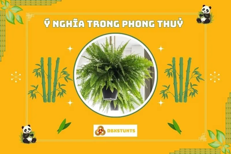 Ý nghĩa phong thủy của cây dương xỉ