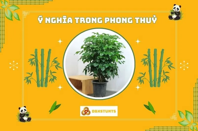 Ý nghĩa phong thủy của cây hạnh phúc