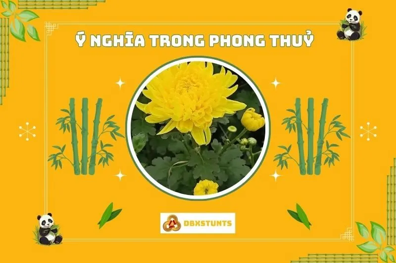 Ý nghĩa phong thủy của cây hoa cúc