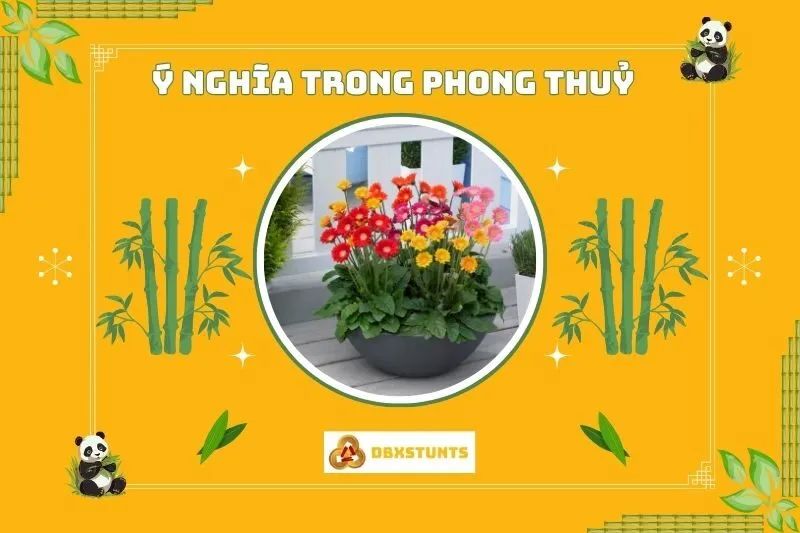 Ý nghĩa phong thủy của cây hoa đồng tiền