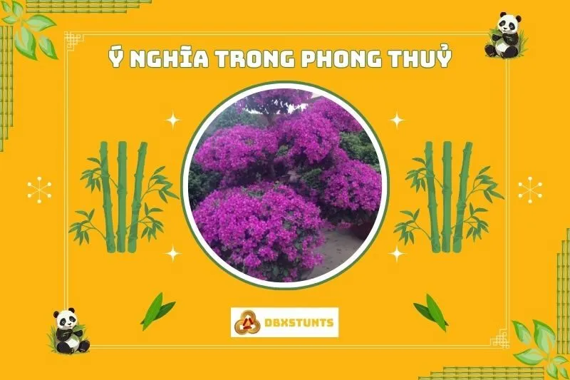 Ý nghĩa phong thủy của cây hoa giấy