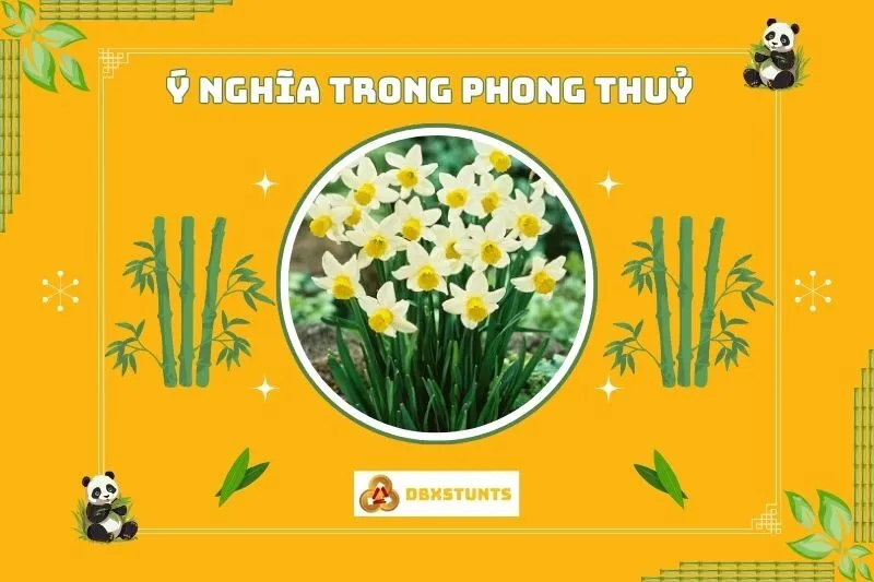 Ý nghĩa phong thủy của cây hoa thủy tiên