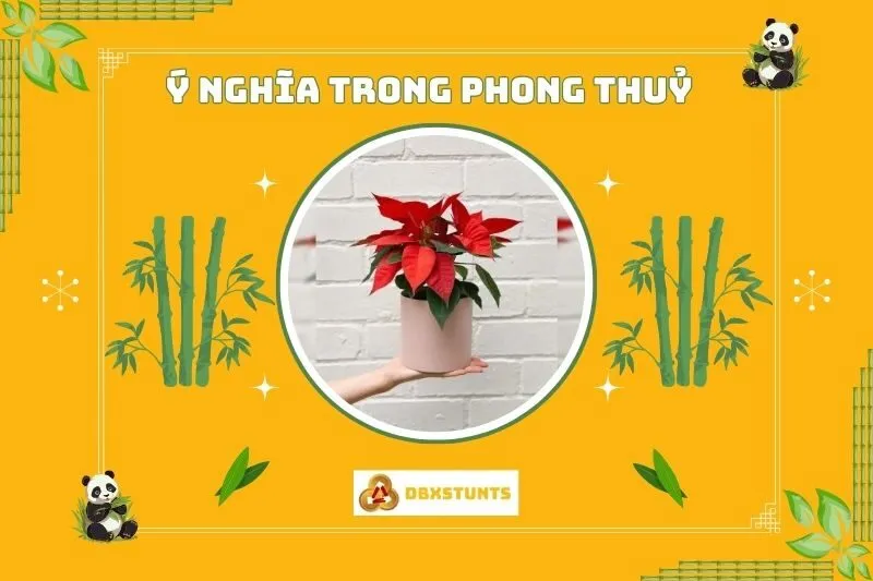 Ý nghĩa phong thủy của cây hoa trạng nguyên