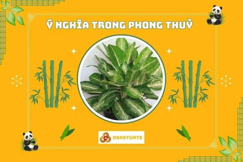 Ý nghĩa phong thủy của cây huy hoàng
