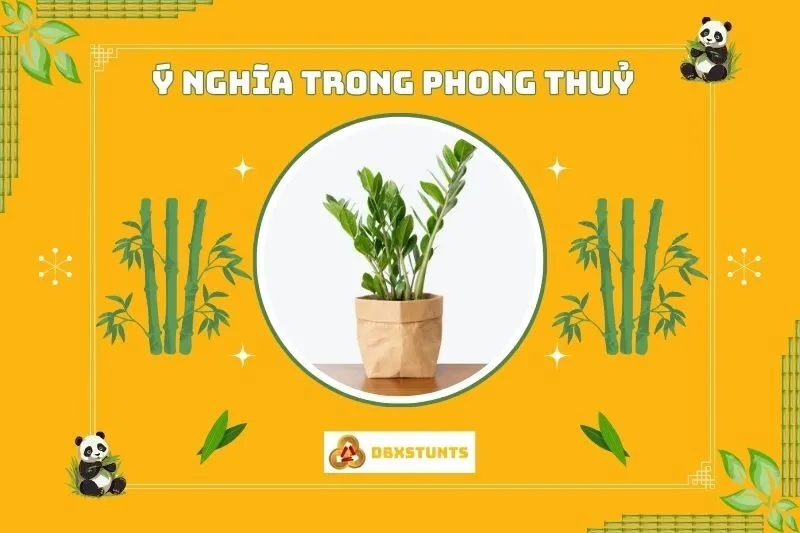 Ý nghĩa phong thuỷ của cây kim tiền