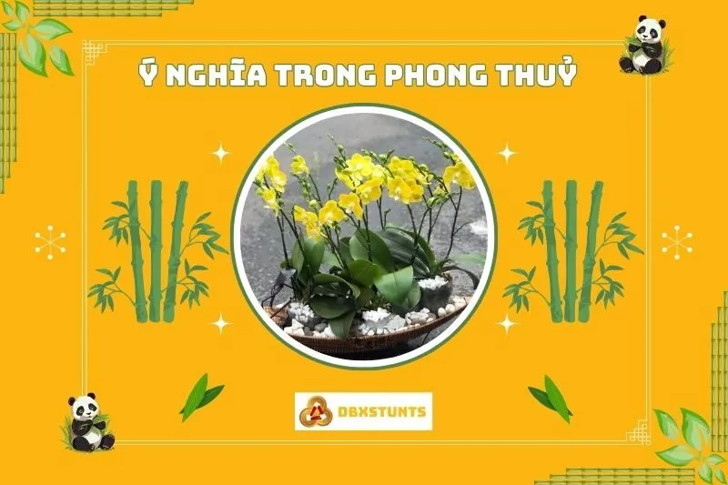 ý nghĩa phong thủy của Cây lan hồ điệp