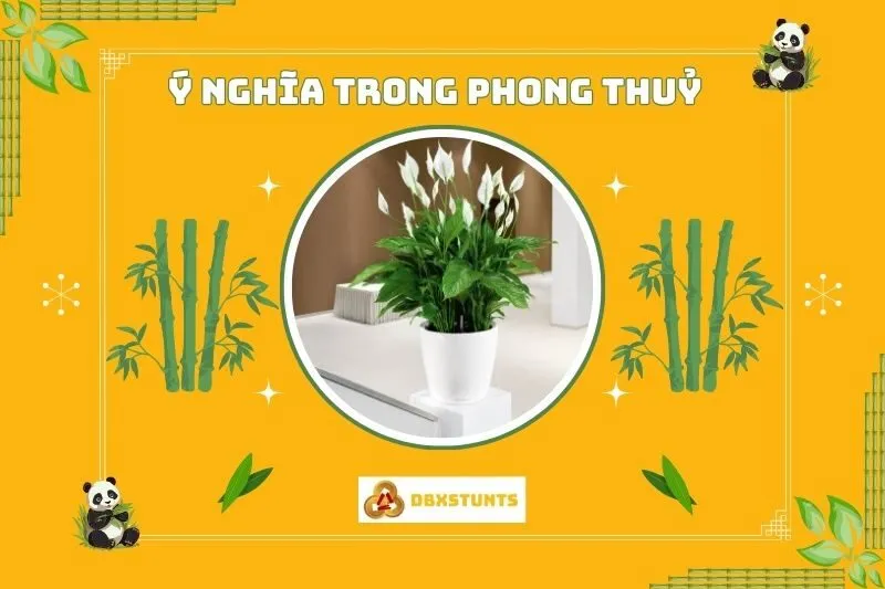 Ý nghĩa phong thủy của cây lan ý