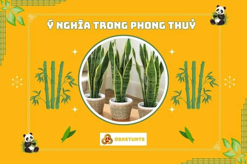 Ý nghĩa phong thuỷ của cây lưỡi hổ