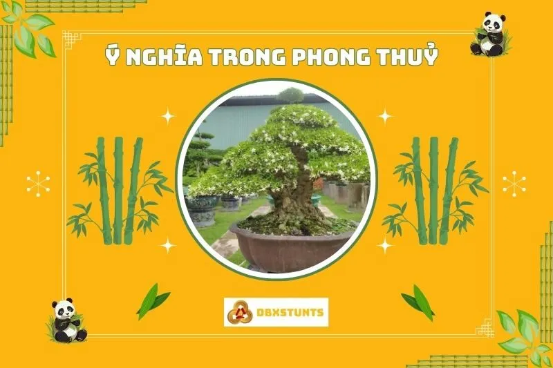 Ý nghĩa phong thủy của cây mai chiếu thủy