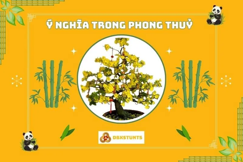 Ý nghĩa phong thủy của cây mai vàng