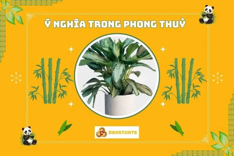 Ý nghĩa phong thuỷ của cây ngân hậu