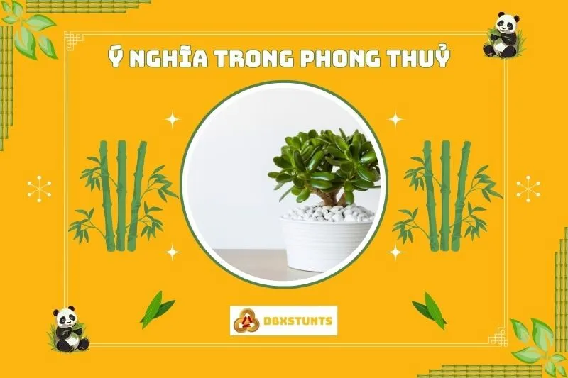 Ý nghĩa phong thủy của cây ngọc bích