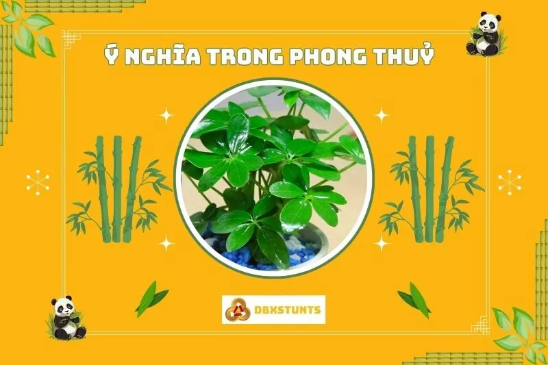 Ý nghĩa phong thủy của cây ngũ gia bì