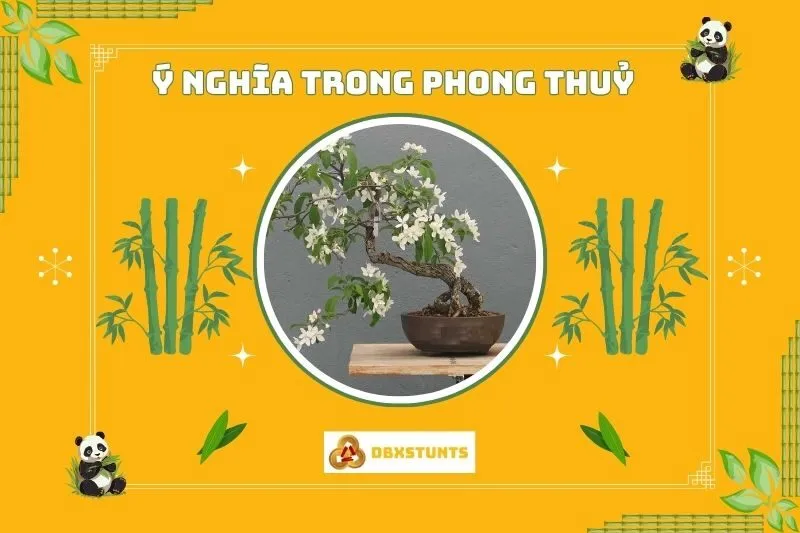 Ý nghĩa phong thủy của cây nguyệt quế