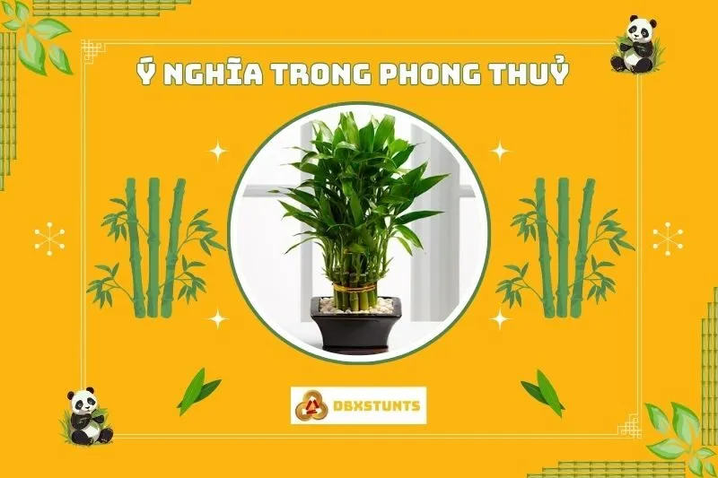 Ý nghĩa phong thủy của cây phất dụ
