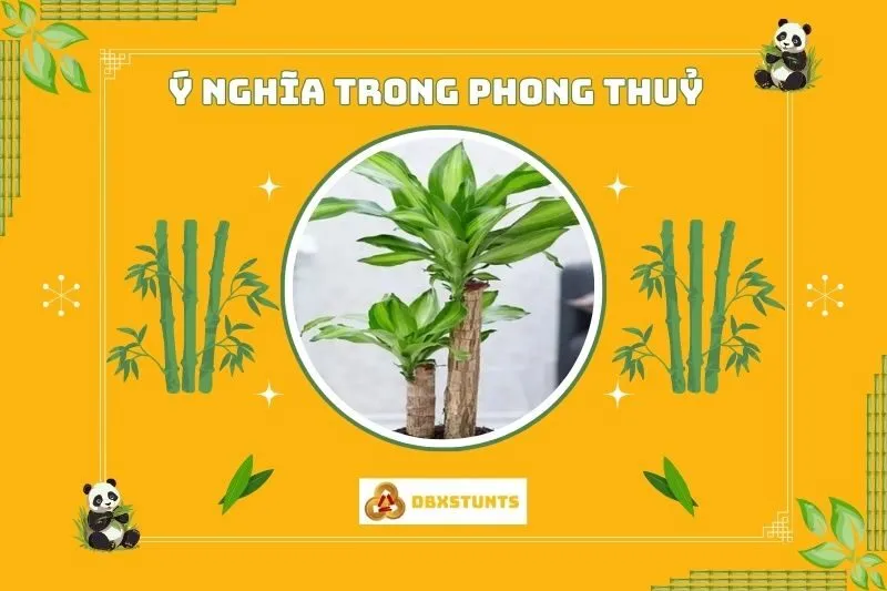 Ý nghĩa phong thủy của cây phát tài