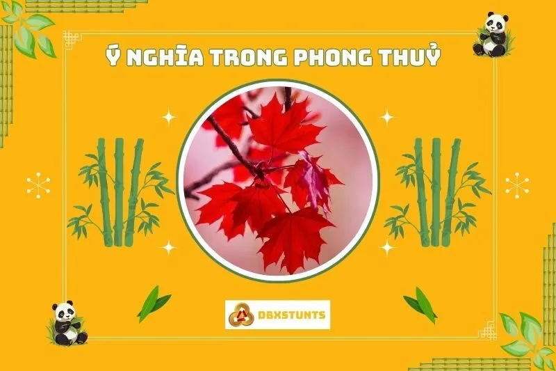 Ý nghĩa phong thủy của cây phong lá đỏ