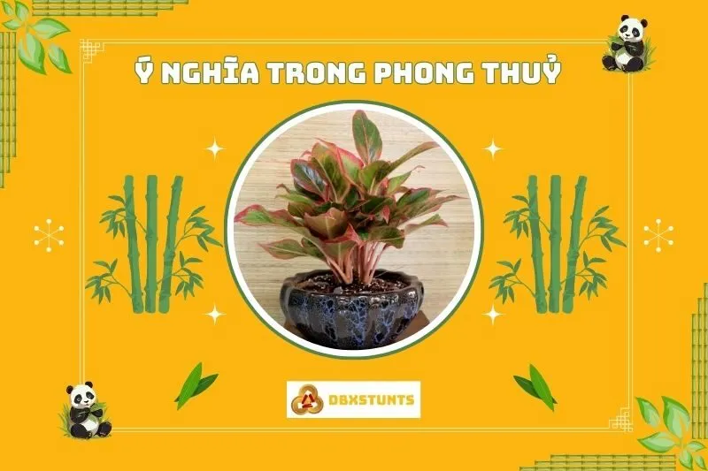 Ý nghĩa phong thủy của cây phú quý