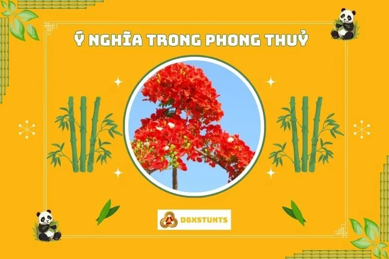 Ý nghĩa phong thủy của cây phượng vĩ bonsai