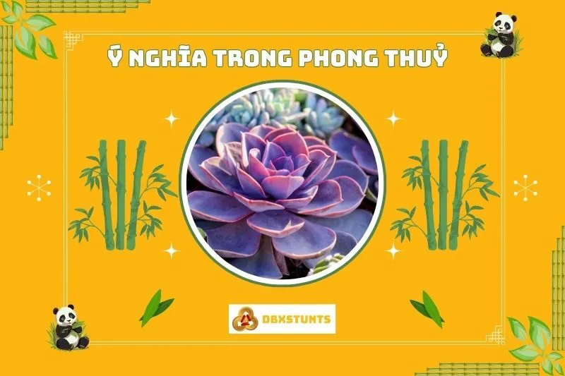 Ý nghĩa của cây sen đá phong thủy