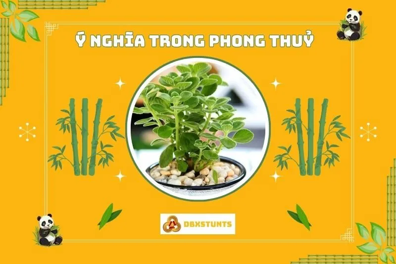 Ý nghĩa phong thủy của cây sen thơm