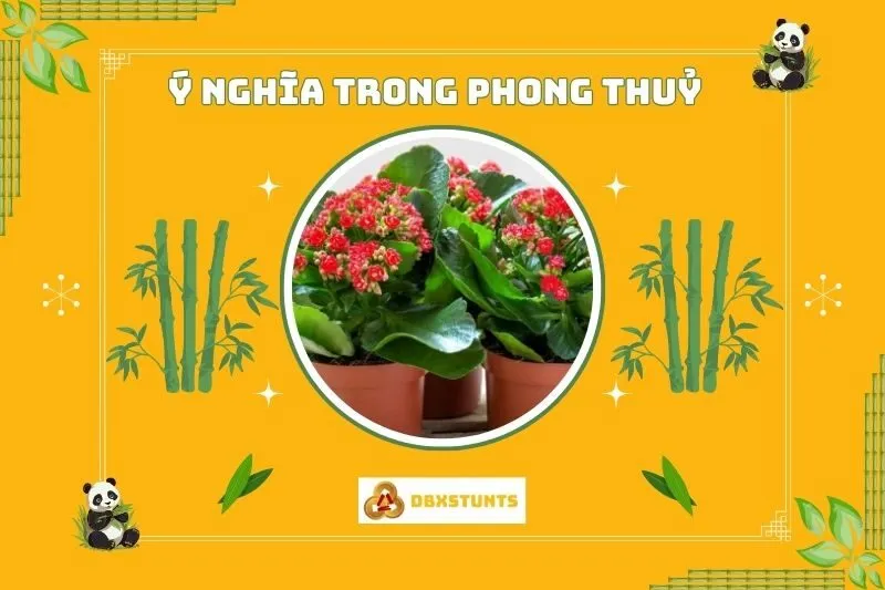 Ý nghĩa phong thủy của cây sống đời