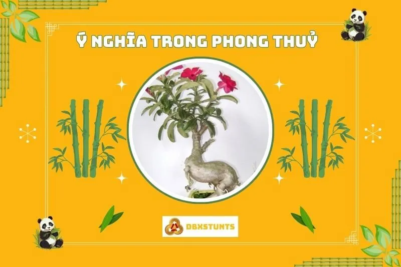 Ý nghĩa phong thủy của cây sứ thái
