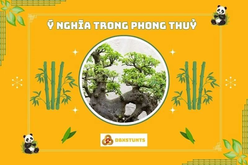 Ý nghĩa của cây sung phong thủy