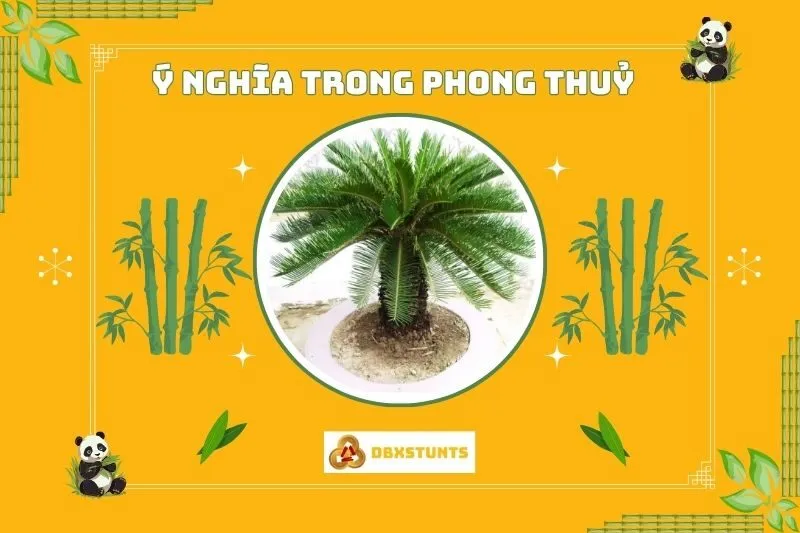 Ý nghĩa phong thủy của cây thiên tuế