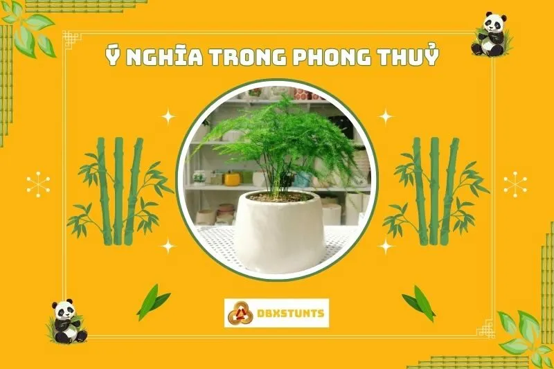 Ý nghĩa phong thủy của cây thủy tùng