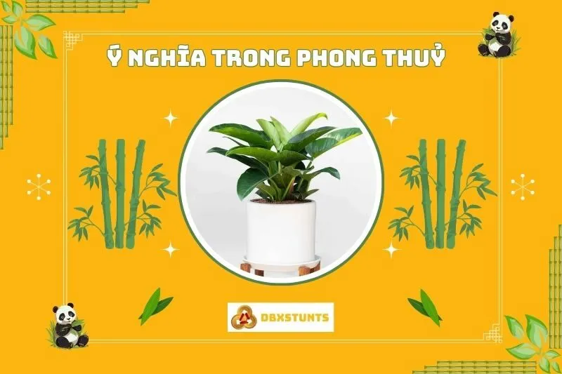 Ý nghĩa phong thủy của cây trầu bà