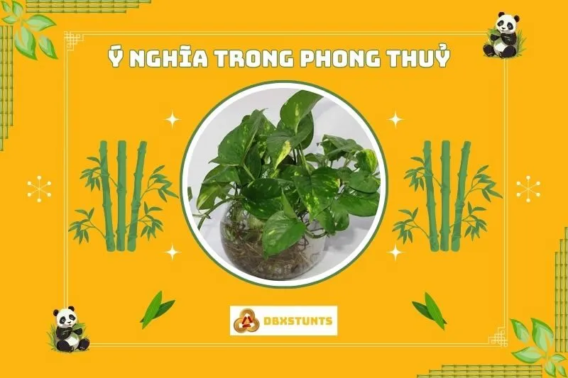 Ý nghĩa phong thủy của cây trầu bà