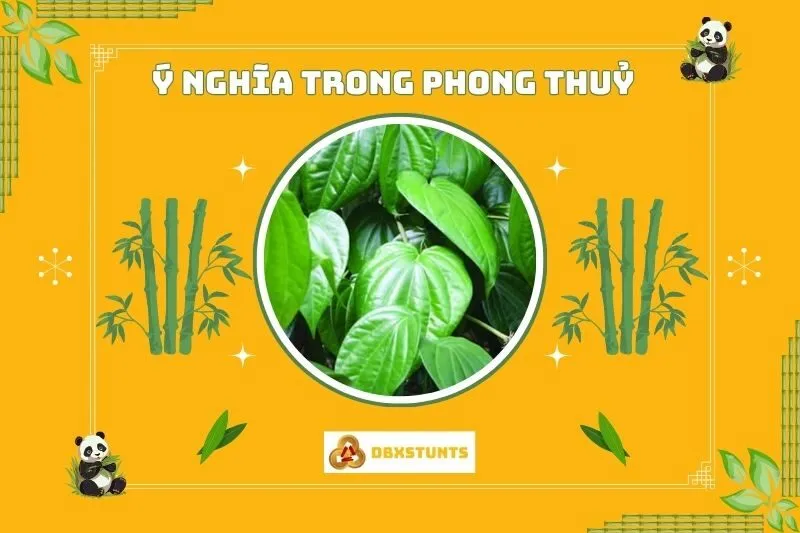 Ý nghĩa phong thủy của cây trầu không
