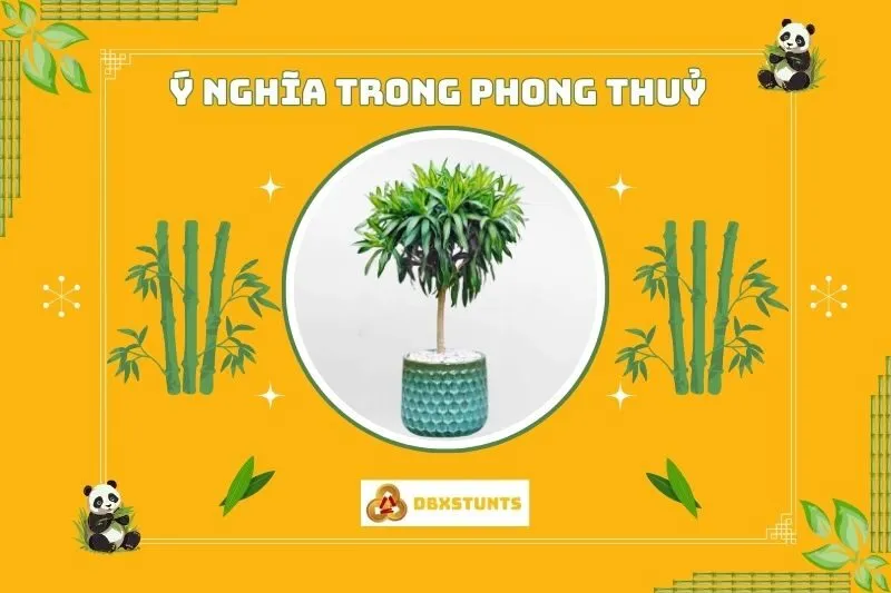 Ý nghĩa phong thủy của cây Trúc Bách Hợp