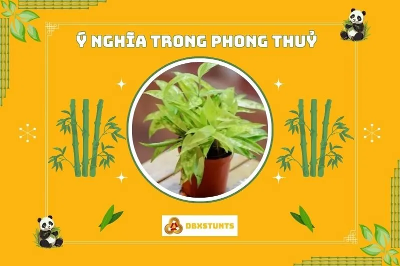 Ý nghĩa phong thủy của cây trúc Nhật